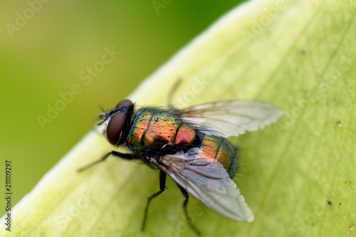 Housefly © Mário Filipe