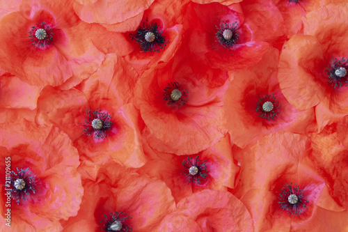 Fototapeta Naklejka Na Ścianę i Meble -  Poppies on A White Background