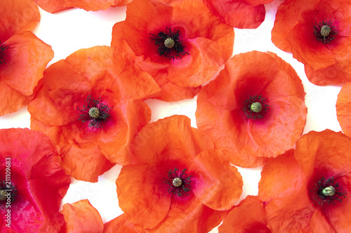 Fototapeta Naklejka Na Ścianę i Meble -  Poppies on A White Background