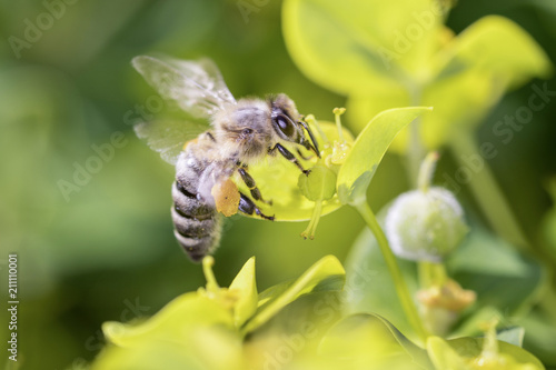 Bee pollinating steppes spurge - Euphorbia seguieriana photo