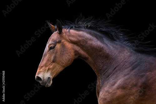 Portrait of bay horse isolated on black background