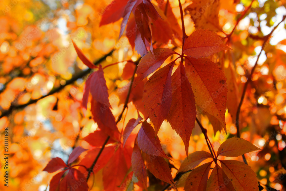 Autumn colorful bright trees background. Bright leaves, copy space Autumn colorful bright trees background. Bright leaves, copy space