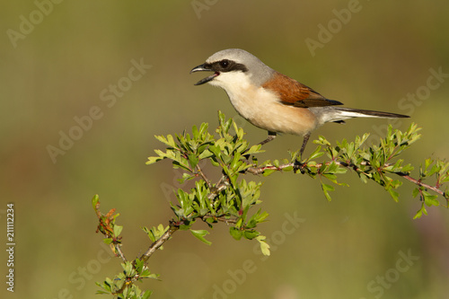 Male of Red-backed shrike. Lanius collurio