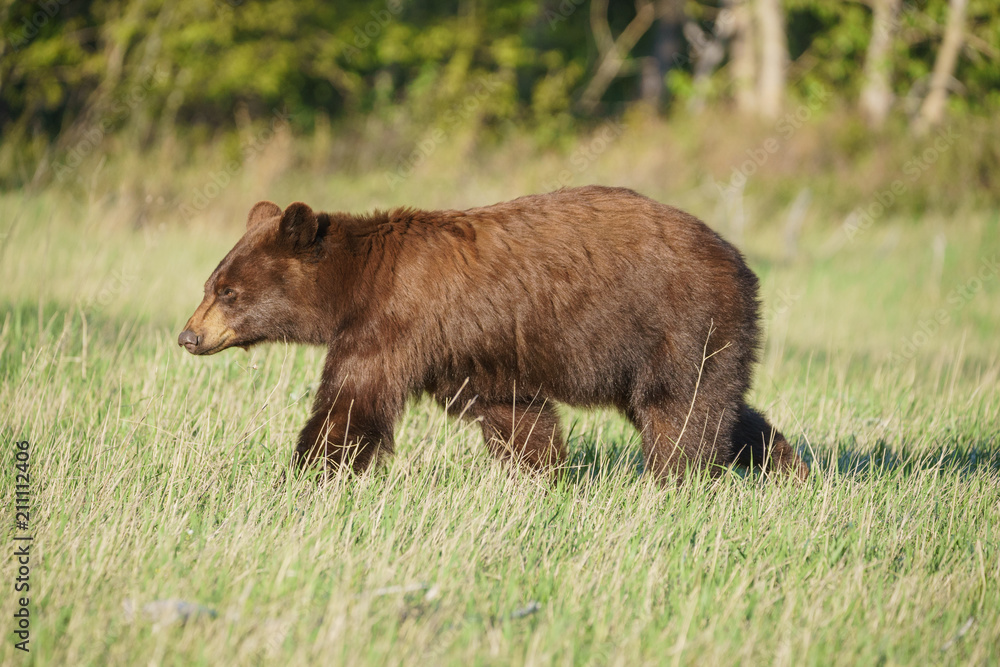 Wilder, junger Grizzly Bär im Glacier National Park, Monatana Wilder, junger Grizzly Bär im Glacier National Park, Monatana