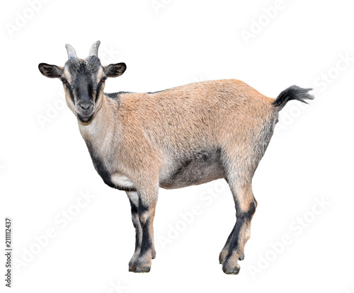 Goat standing full length isolated on white. Funny  female goat close up. Farm animals.