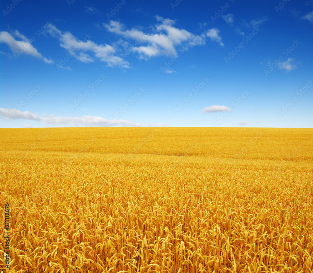 Naklejka premium wheat field and clouds