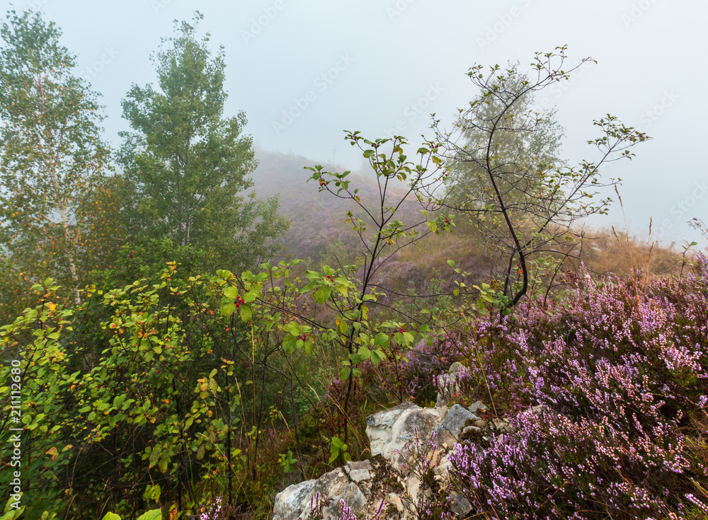 Misty morning dew on mountain meadow Misty morning dew on mountain meadow