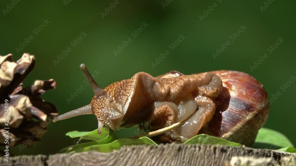 Big snail in shell transforms its body closeup, summer day, 4k Big snail in shell transforms its body closeup, summer day, 4k