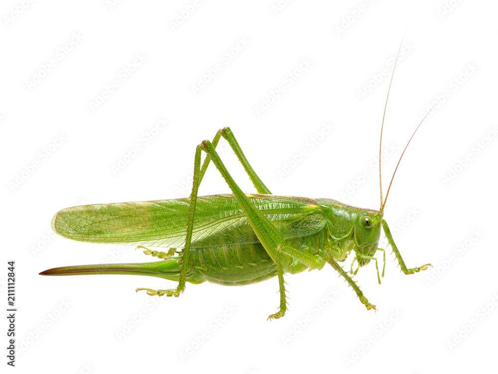 Green locust on white Green locust on white