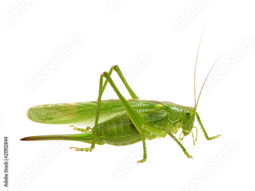 Green locust on white © Alekss