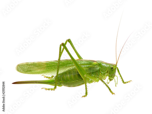 Green locust on white