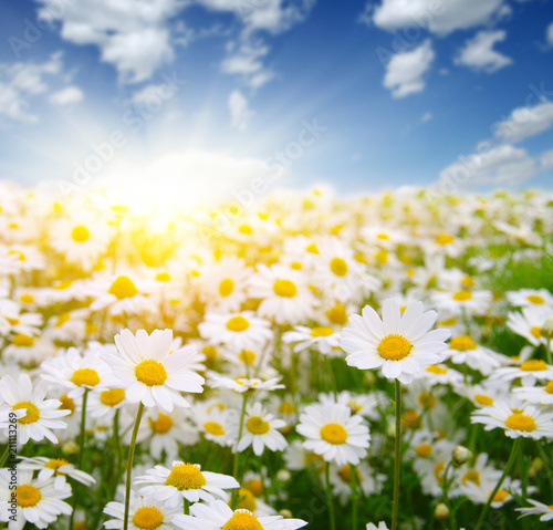 field of daisy flowers © Alekss