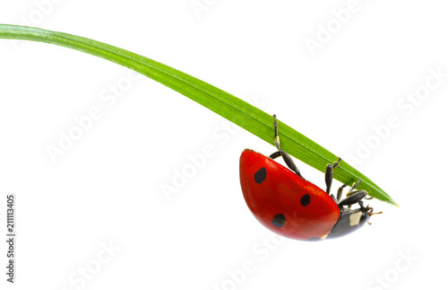 Ladybug on green grass