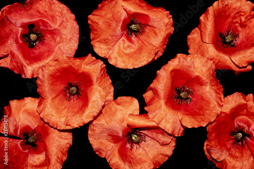 Fototapeta Naklejka Na Ścianę i Meble -  Red Poppies on A Black Background