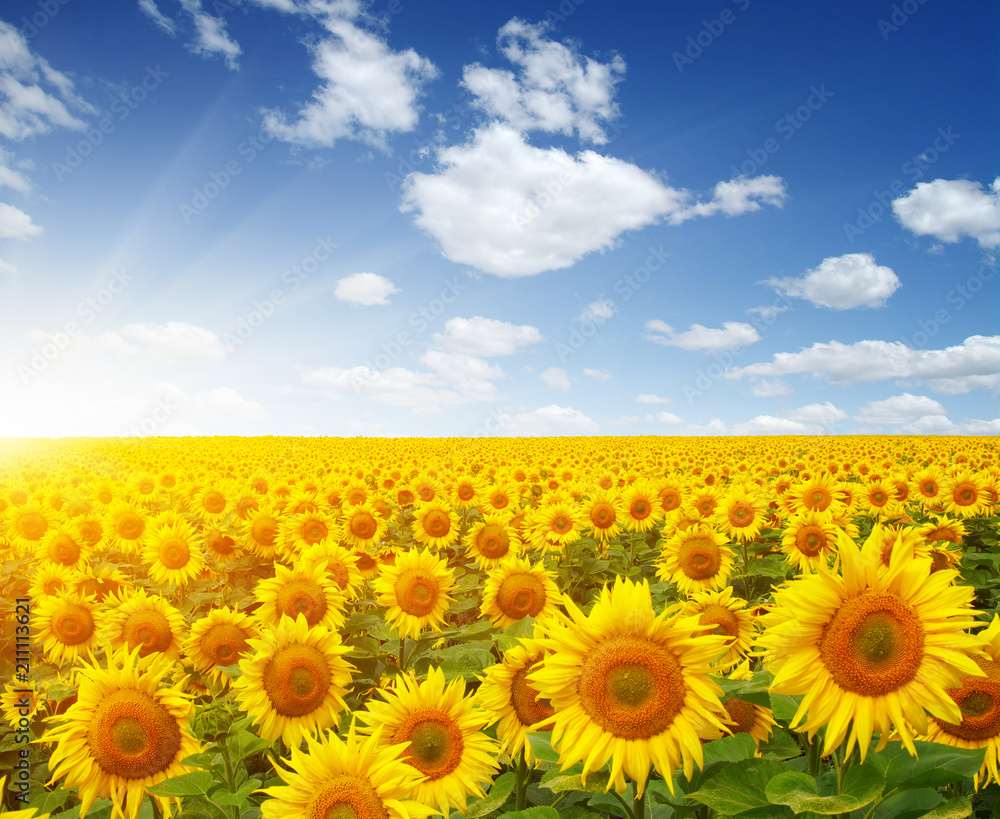 Fototapeta premium field of sunflowers