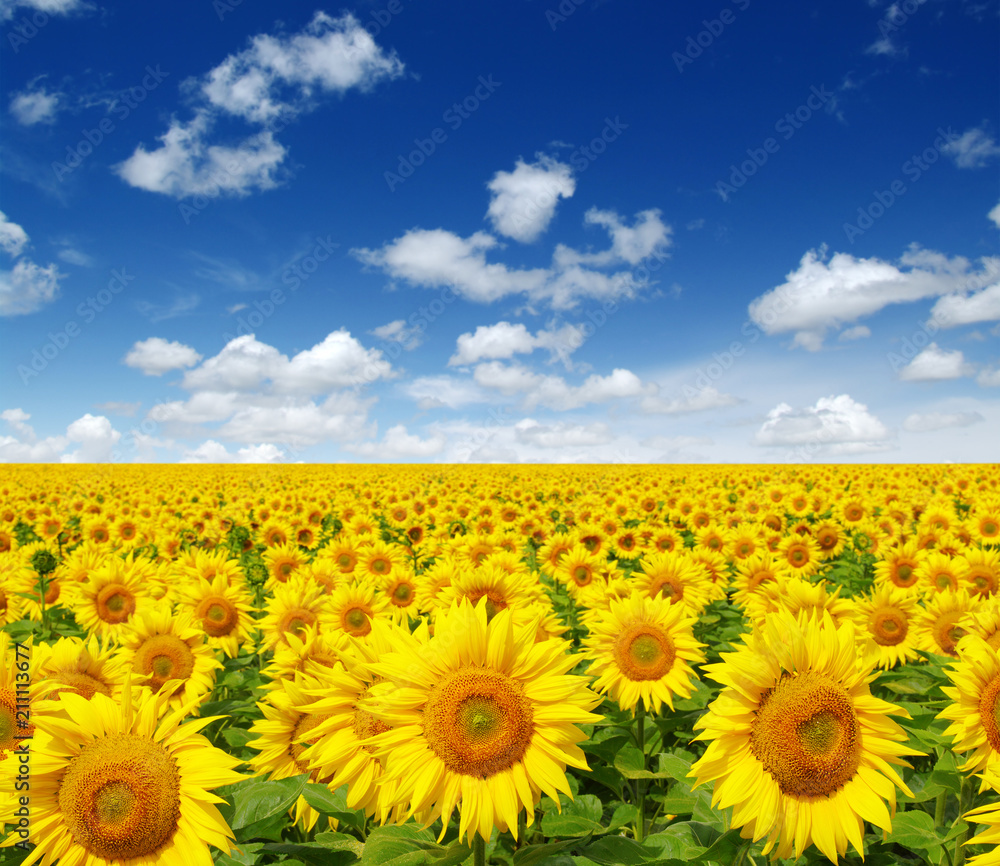 Fototapeta premium sunflowers field on sky