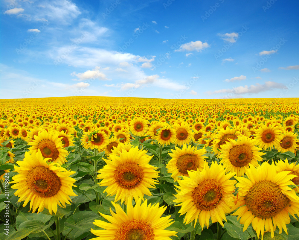 Fototapeta premium sunflowers field on sky
