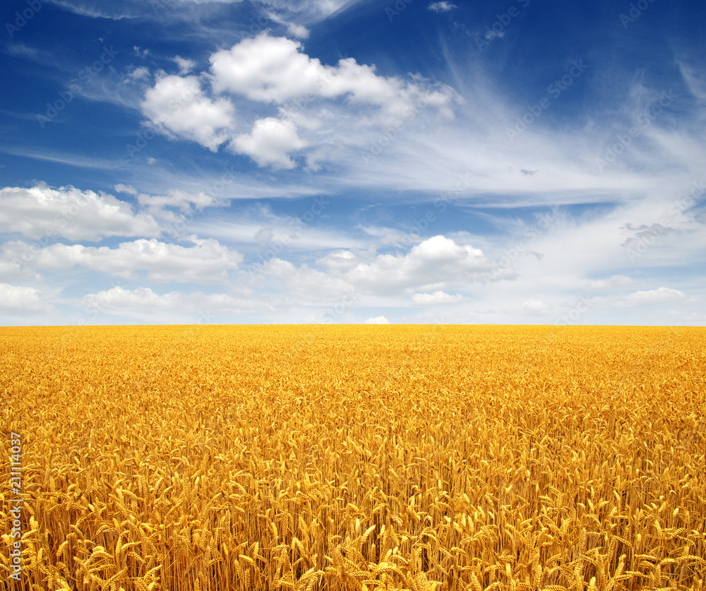 Naklejka premium wheat field and clouds