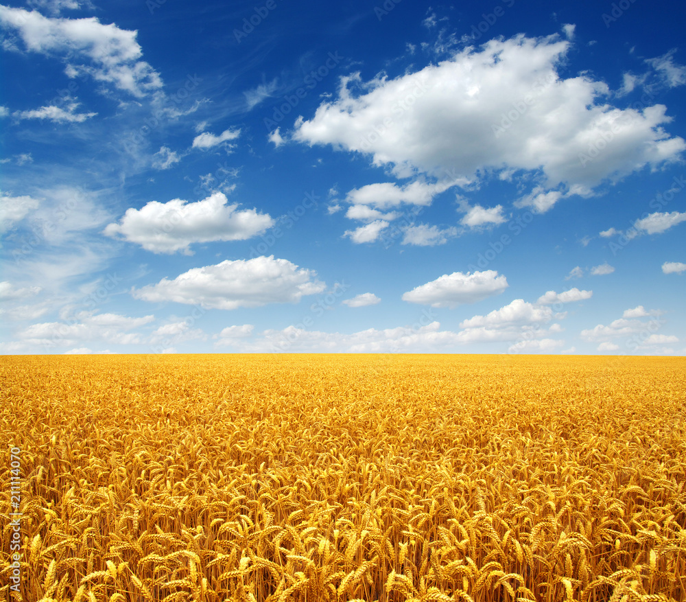 Naklejka premium wheat field and clouds