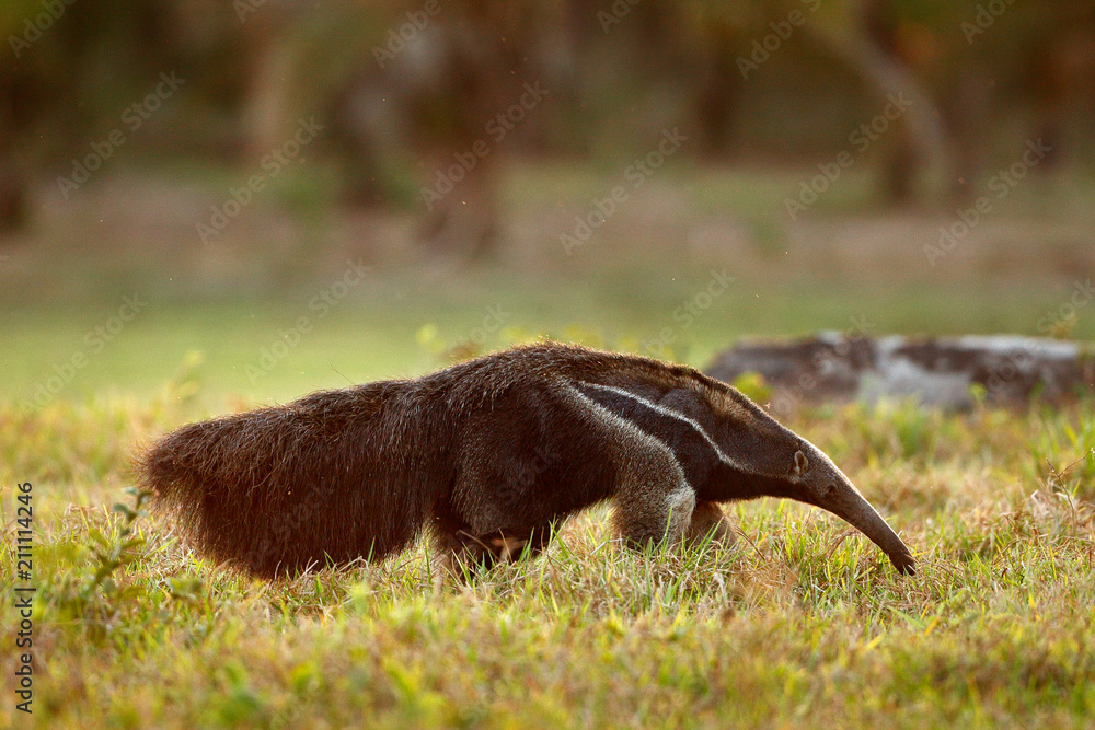 Anteater, cute animal from Brazil. Giant Anteater, Myrmecophaga tridactyla, animal  with long tail and log muzzle nose, Pantanal, Brazil. Wildlife scene, wild  nature gress meadow. Running in pampas. Stock Photo | Adobe