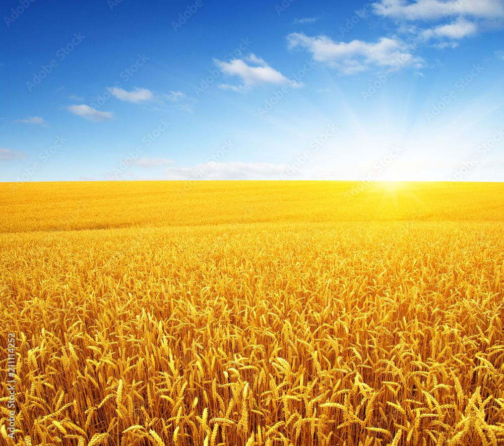 Naklejka premium Wheat field and sun