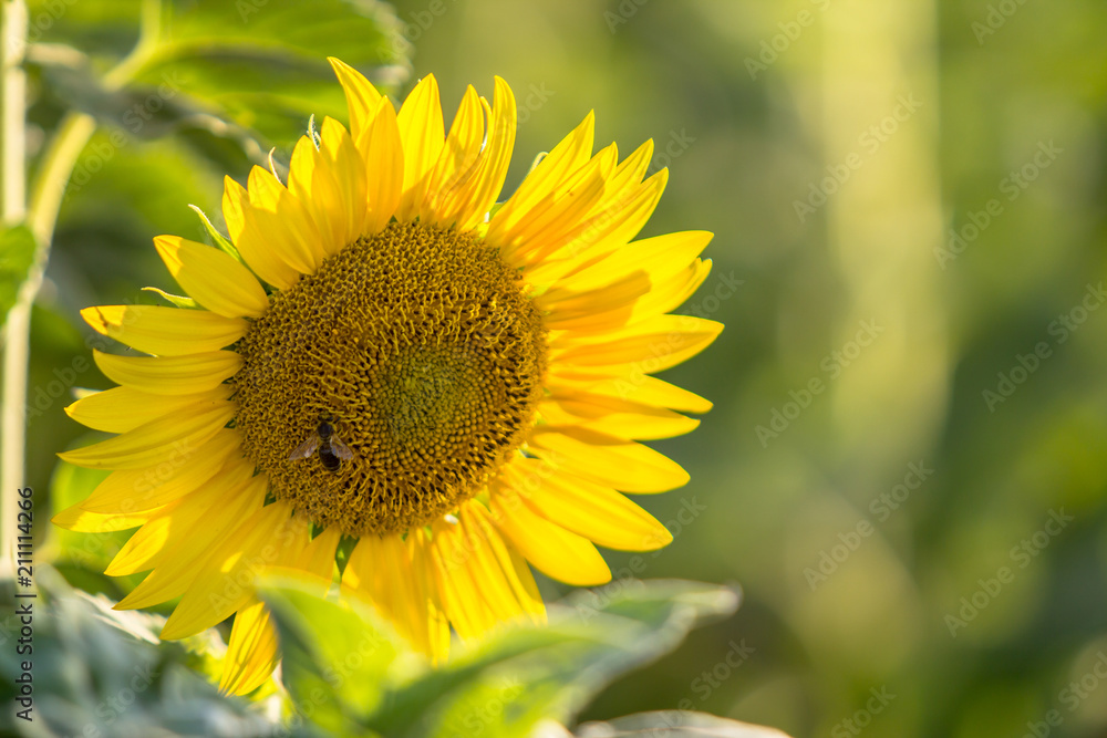 Beautiful Sunflower, closeup
