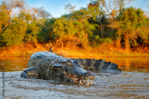 Crocodile catch fish in river water, evening light. Yacare Caiman, crocodile with piranha in open muzzle with big teeth, Pantanal, Bolivia. Detail wide angle portrait of danger reptile.