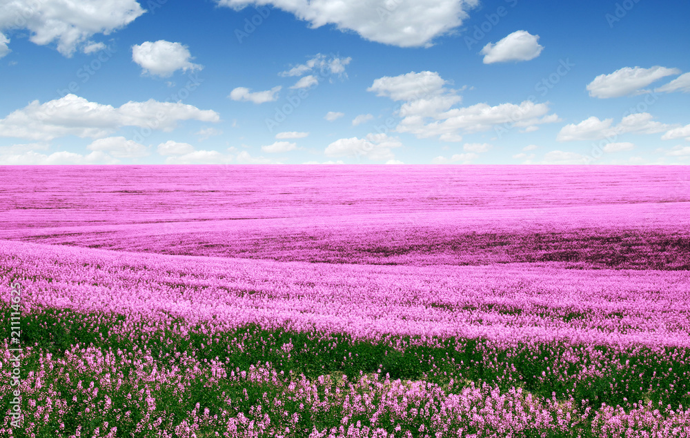 Spring flower field