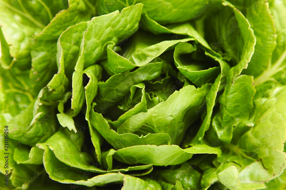 green lettuce romaine green lettuce romaine