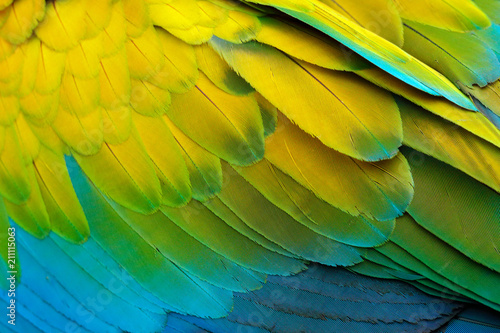 Close-up detail of parrot plumage. Green parrot Great-Green Macaw, Ara ambigua, detail of bird wing Wild nature in Costa Rica. Green, yellow and blue feathers. © ondrejprosicky