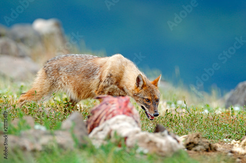 Golden jackal, Canis aureus, feeding scene on meadow, Madzharovo, Eastern Rhodopes, Bulgaria. Wildlife from Balkan. Wild dog behavior scene in nature. Mountain animal in the habitat. photo