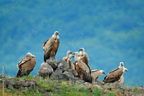 Group of vultures. Griffon Vulture, Gyps fulvus, big birds of prey sitting on the rocky mountain, nature habitat, Spain. Wildlife from Europe.