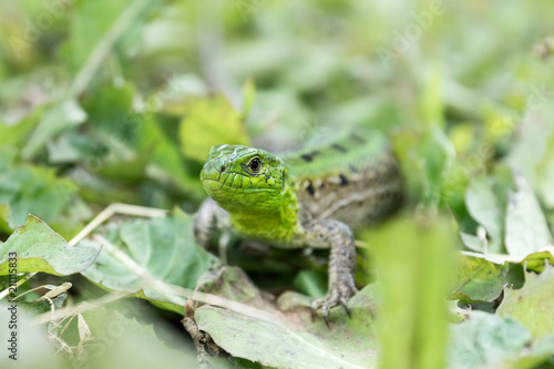 Green lizard in the grass