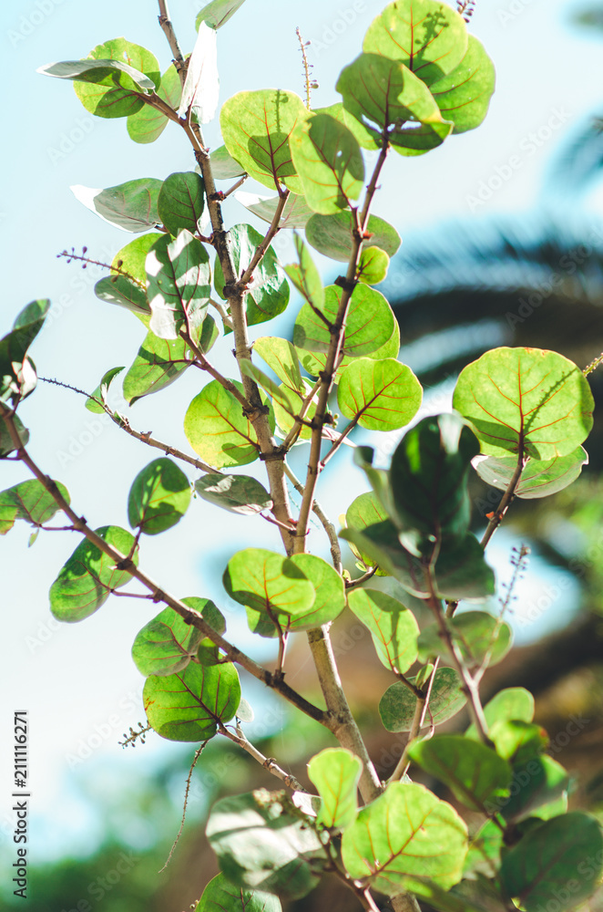 brunch of tree with big green leaves