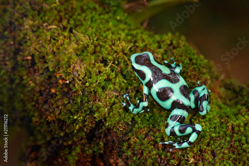 Poison frog from Amazon tropic forest, Costa Rica . Green amphibian, Dendrobates auratus, in nature habitat. Beautiful motley animal from tropic forest in Central America.