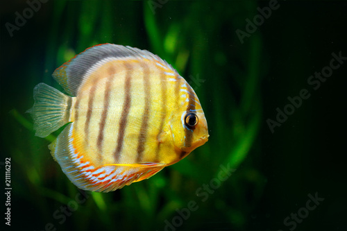 Symphysodon aequifasciatus, blue discus, fish in the water. Fish in the nature river habitat, green vegetation, Amazon, Brazil.