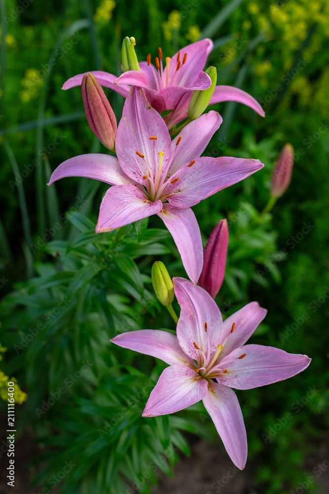 trio close up of several vibrant pink lily at dusk trio close up of several vibrant pink lily at dusk