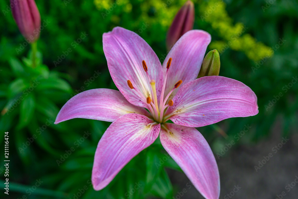 close up of a vibrant pink lily at dusk