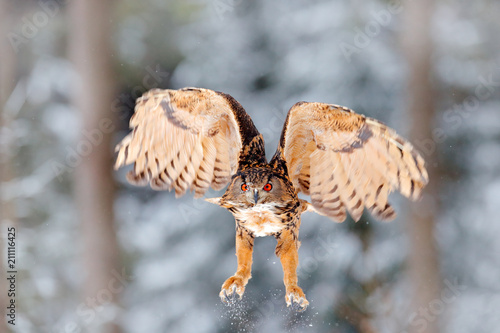 Owl starts from snow. Flying Eurasian Eagle owl with open wings in snowy forest during cold winter. Wildlife from Europe, Germany. Bird action scene.