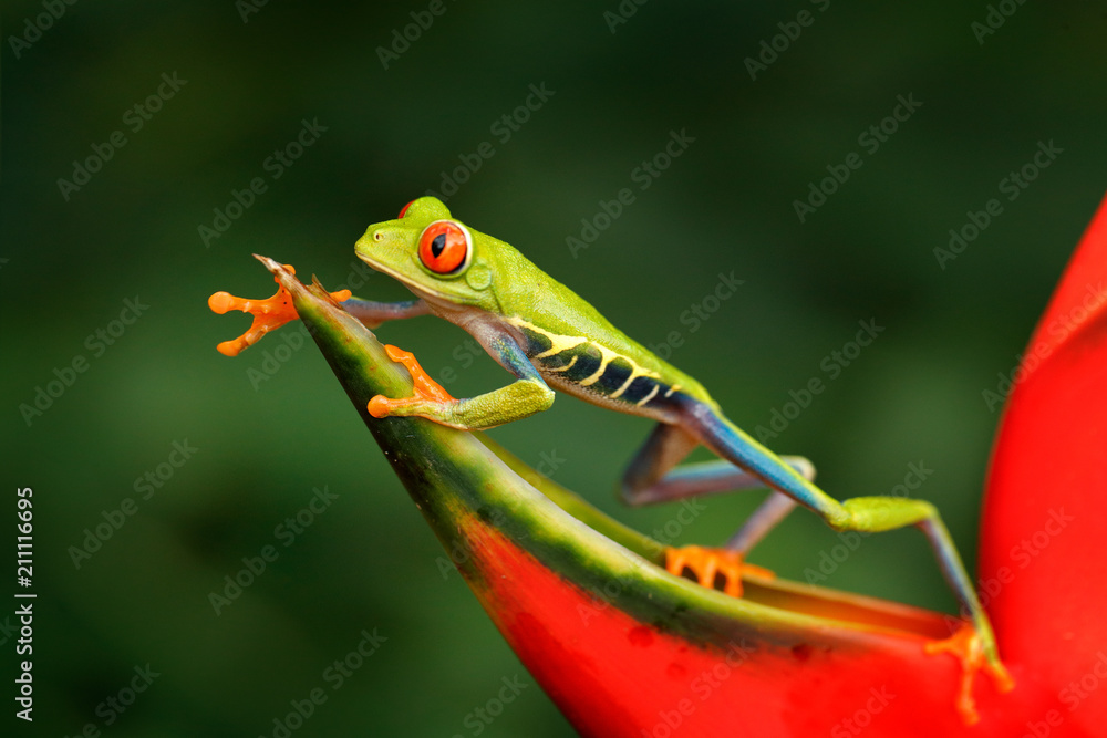 Naklejka premium Beautiful frog walking on red flower, nature habitat. Action wildlife scene from Costa Rica nature. Red-eyed Tree Frog, Agalychnis callidryas, animal with big red eyes