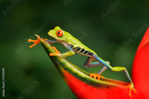 Beautiful frog walking on red flower, nature habitat. Action wildlife scene from Costa Rica nature. Red-eyed Tree Frog, Agalychnis callidryas, animal with big red eyes