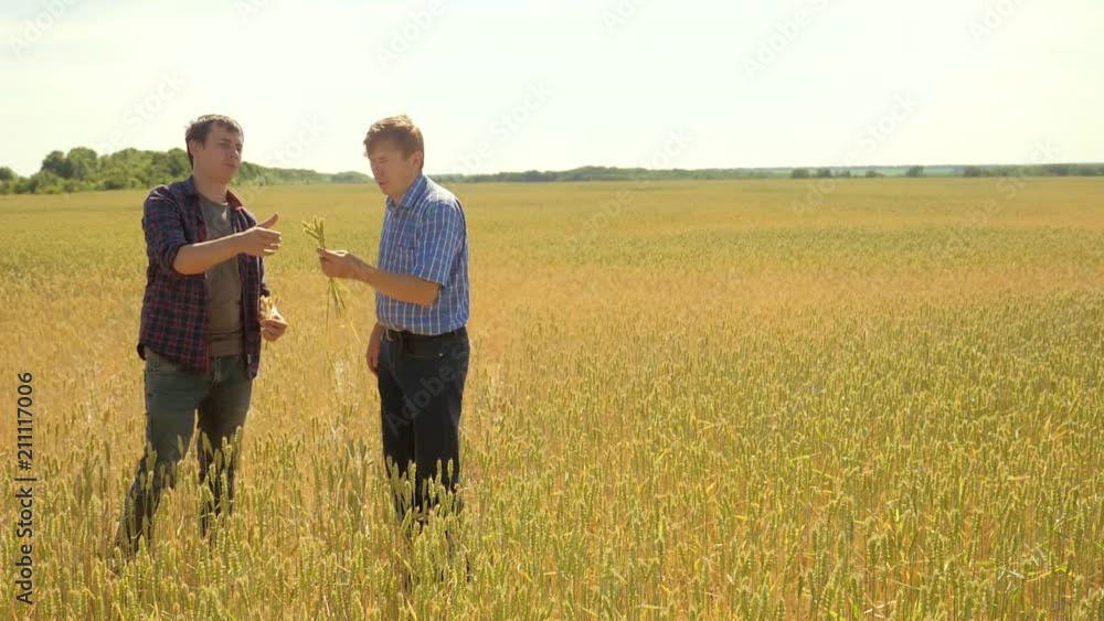 old two farmers explore are studying. man Wheat Field summer in the field wheat bread. slow motion video. farmer Smart farming ecology concept. shake hands transaction agriculture worker working in old two farmers explore are studying. man Wheat Field summer in the field wheat bread. slow motion video. farmer Smart farming ecology concept. shake hands transaction agriculture worker working in
