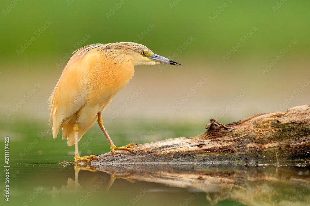 Squacco Heron, Ardeola ralloides, yellow water bird in the nature, water green grass in the background, Hungary. Squacco Heron, Ardeola ralloides, yellow water bird in the nature, water green grass in the background, Hungary.