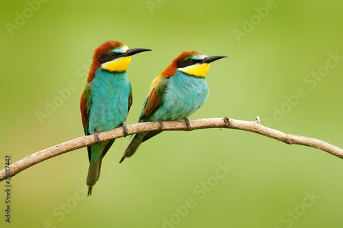Pair of beautiful birds European Bee-eaters, Merops apiaster, sitting on the branch with green background. Two birds in Romania nature.