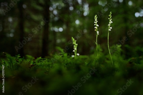 Fototapeta Naklejka Na Ścianę i Meble -  Goodyera repens, Creeping Lady's-Tresses, Augustów, Poland. European terrestrial wild orchid in nature habitat with green background, Small plants in dark forest.