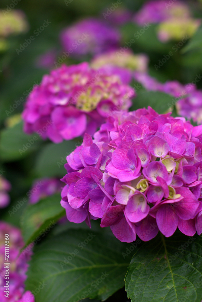 紫陽花（hydrangea）