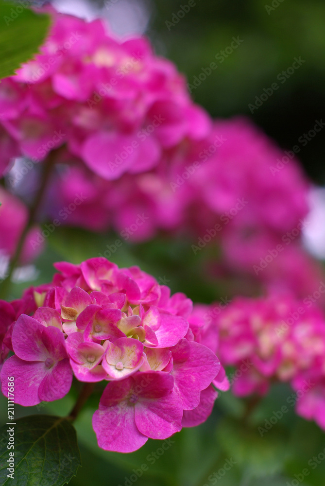 Fototapeta premium 紫陽花（hydrangea）