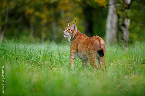 Lynx in green forest. Wildlife scene from nature. Walking Eurasian lynx, animal behaviour in habitat. Wild cat from Germany. Wild Bobcat between the trees. Hunting carnivore in autumn grass.