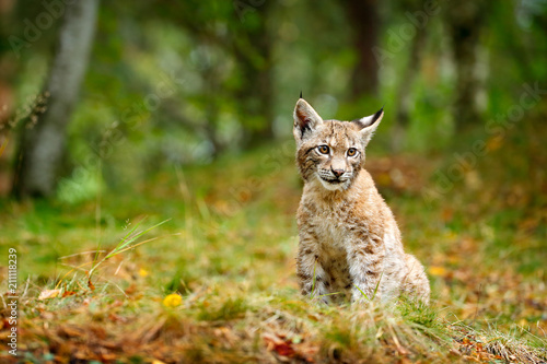Young Lynx in green forest. Wildlife scene from nature. Walking Eurasian lynx, animal behaviour in habitat. Cub of wild cat from Germany. Wild Bobcat between the trees.  © ondrejprosicky