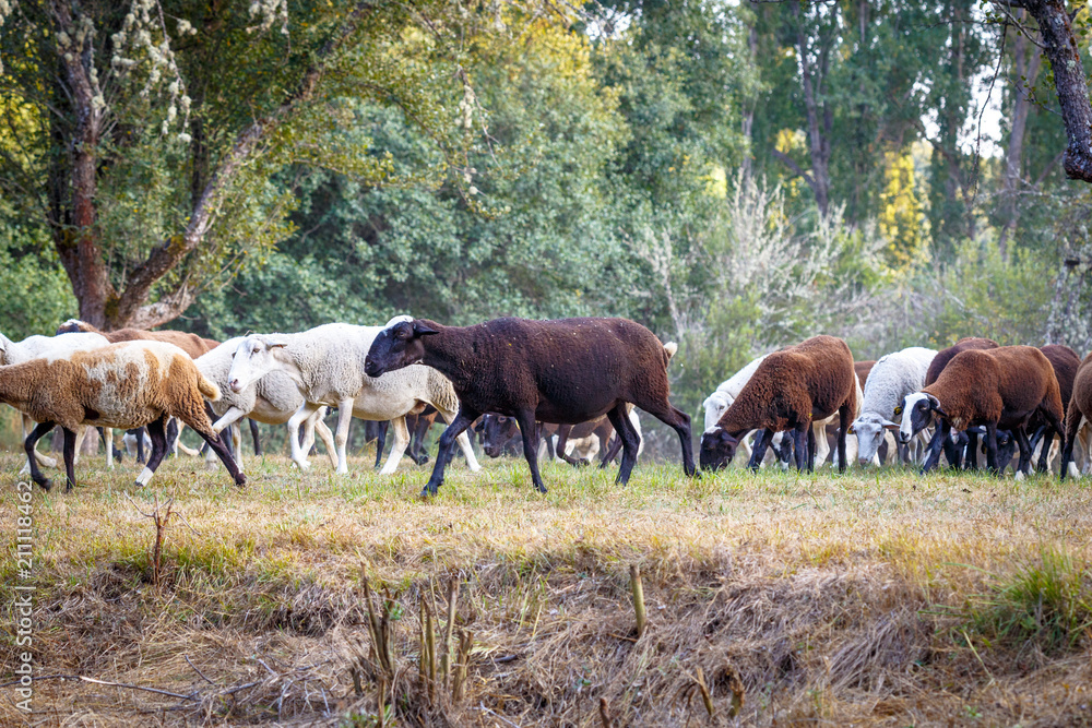 Flock of sheep grazing on a beautiful mountain meadow Flock of sheep grazing on a beautiful mountain meadow